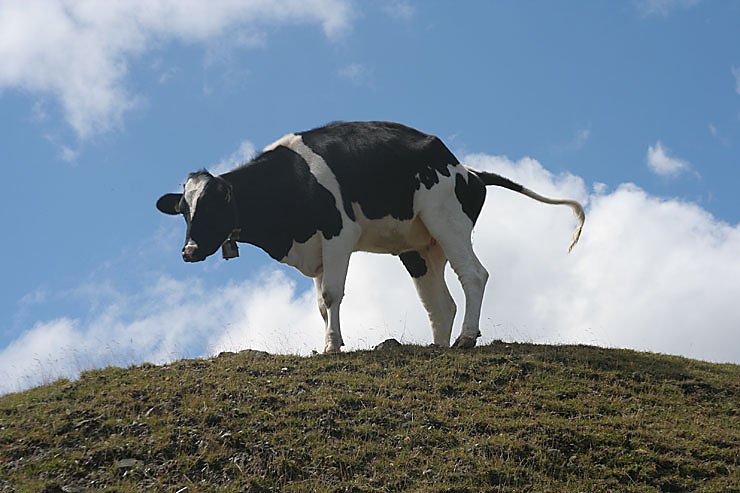 K&uuml;he. &Uuml;berall K&uuml;he.