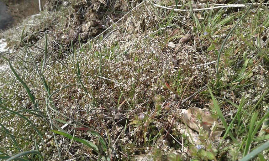 Die unscheinbare Zwerg-Steppenkresse bei Gudersleben: Die deutschlandweit stark gef&auml;hrdete Art hat hier einen ihrer wenigen deutschen Vorkommen. Durch ehrenamtliche Erhaltungsma&szlig;nahmen konnte der Bestand stabilisiert werden. - Bekundungen, sie und andere Arten zu erhalten, d&uuml;rfen nicht nur auf dem Papier stehen. Sie m&uuml;ssen aktiv und vor allem kontinuierlich umgesetzt werden.