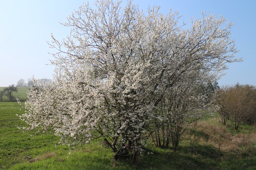 Fr&uuml;hjahrswanderung bei Auleben