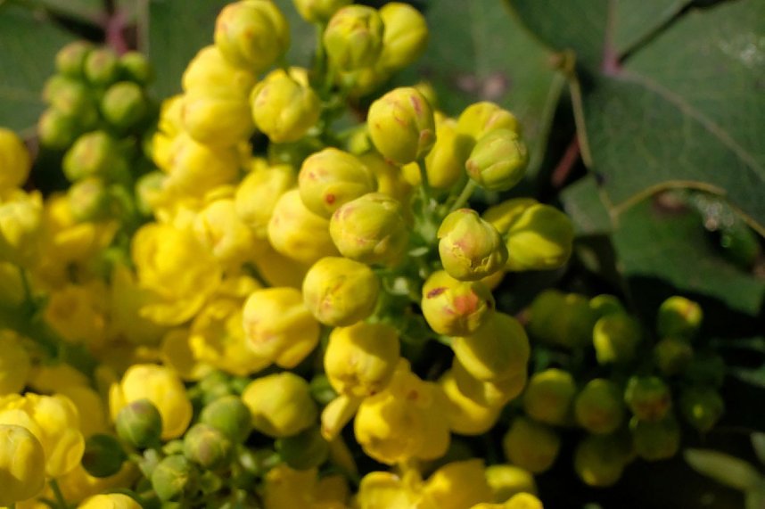 Bl&uuml;tenpracht auf dem Petersberg