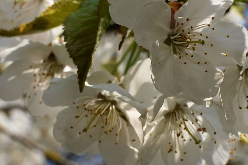 Bl&uuml;tenpracht auf dem Petersberg