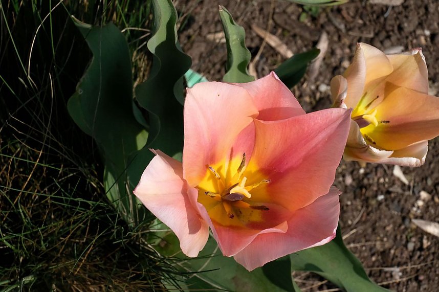 Bl&uuml;tenpracht auf dem Petersberg