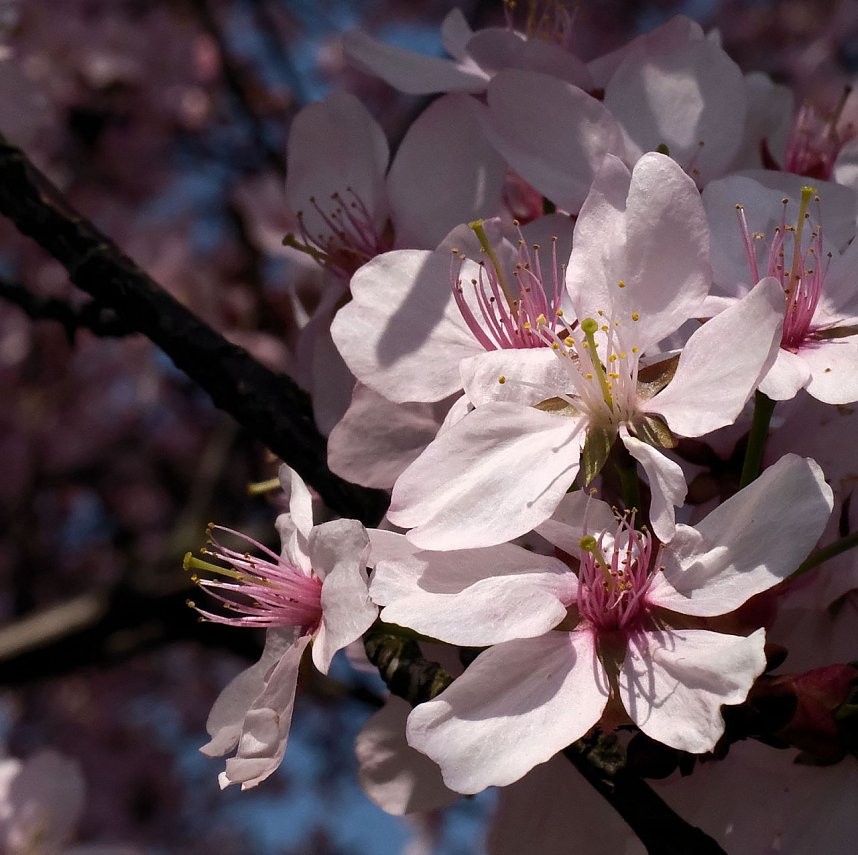 Bl&uuml;tenpracht auf dem Petersberg