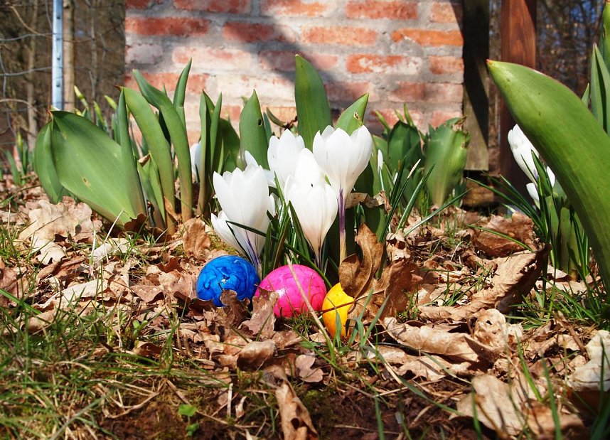 Ostereiersuche im Ilfelder Ahornpark
