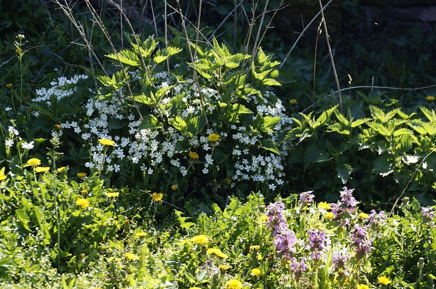 Ostereiersuche auf der Ebersburg