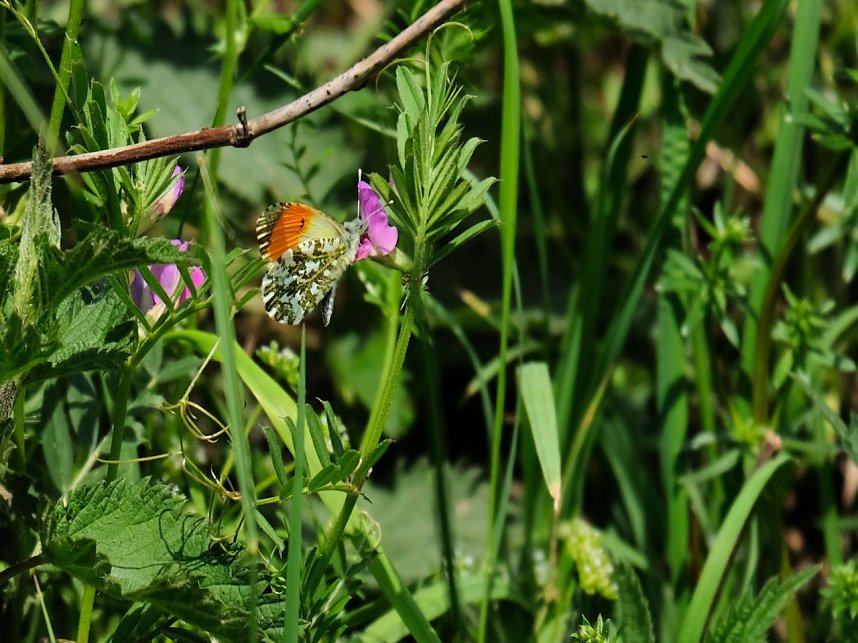 Peter Blei unterwegs in Neustadt