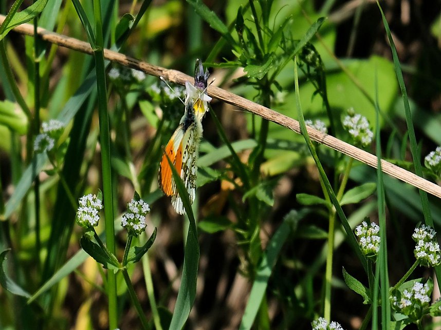Peter Blei unterwegs in Neustadt