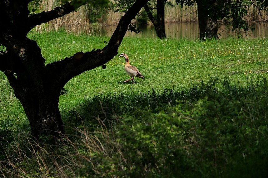 Peter Blei unterwegs in Neustadt