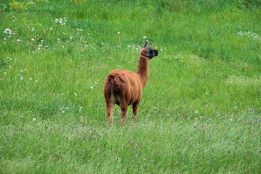 Peter Blei unterwegs in Neustadt