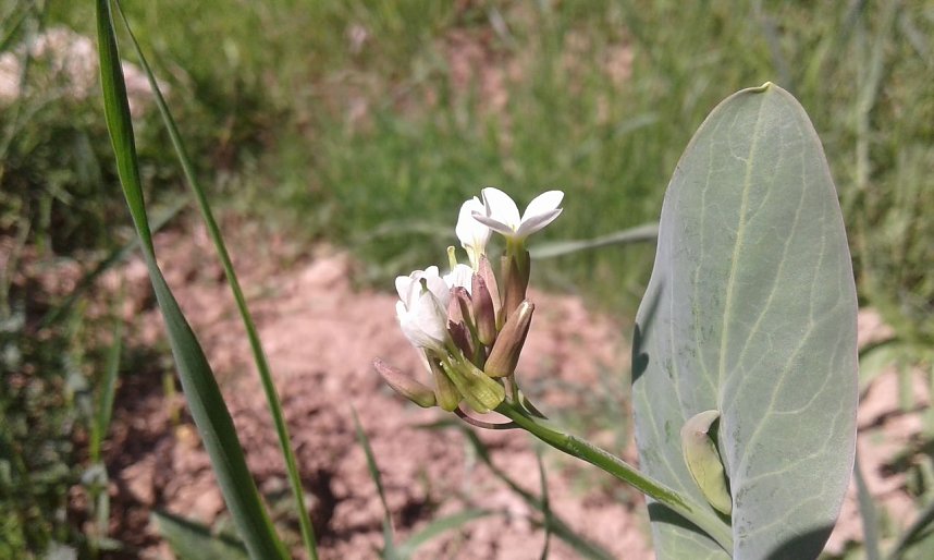 Seltene Ackerwildkrautart wiederentdeckt