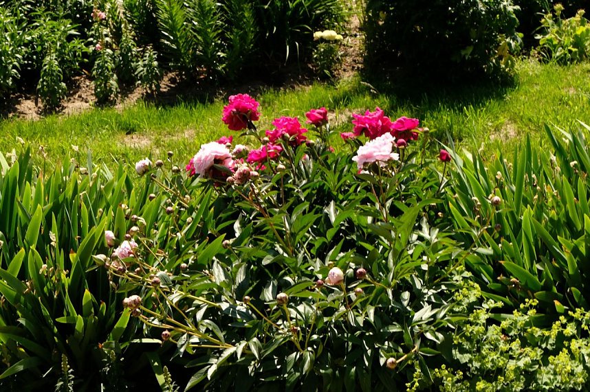 Sachsen-Anhalt-Tag in Quedlinburg