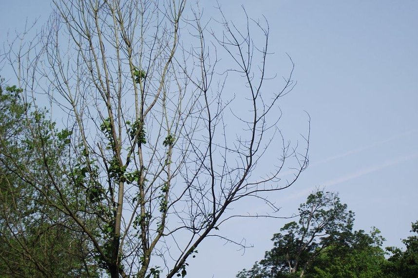 Im Stadtpark sterben B&auml;ume