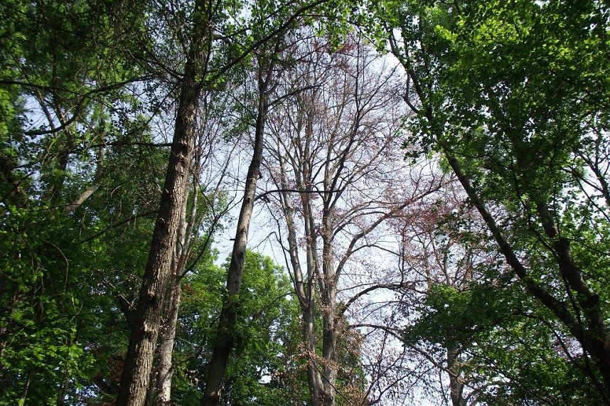 Im Stadtpark sterben B&auml;ume
