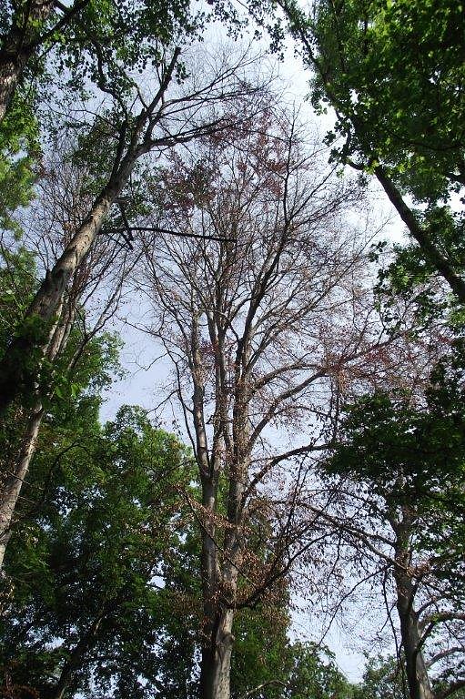 Im Stadtpark sterben B&auml;ume