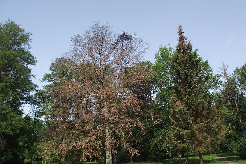 Im Stadtpark sterben B&auml;ume