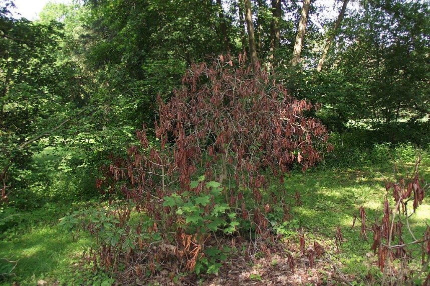 Im Stadtpark sterben B&auml;ume