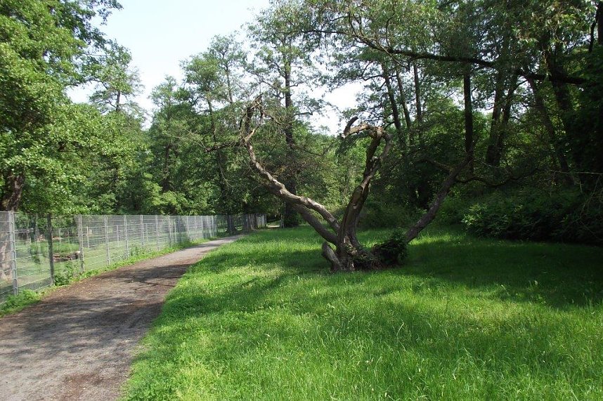Im Stadtpark sterben B&auml;ume