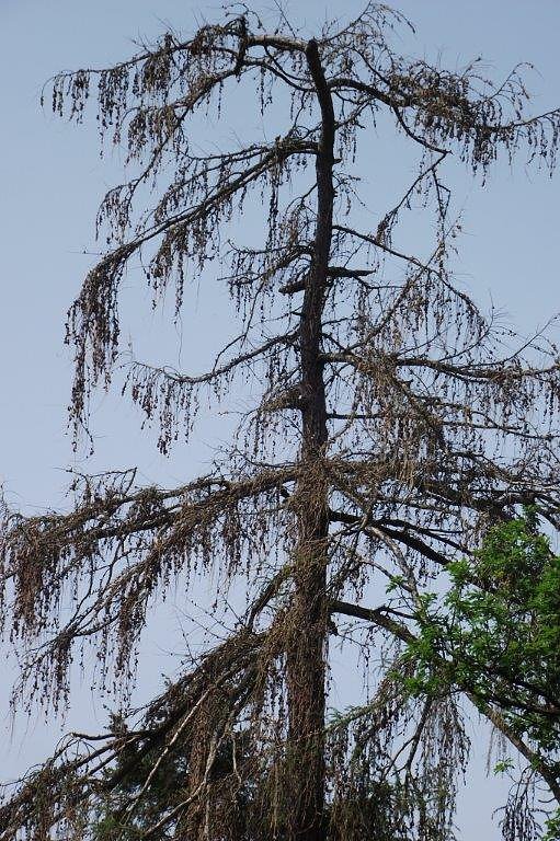 Im Stadtpark sterben B&auml;ume
