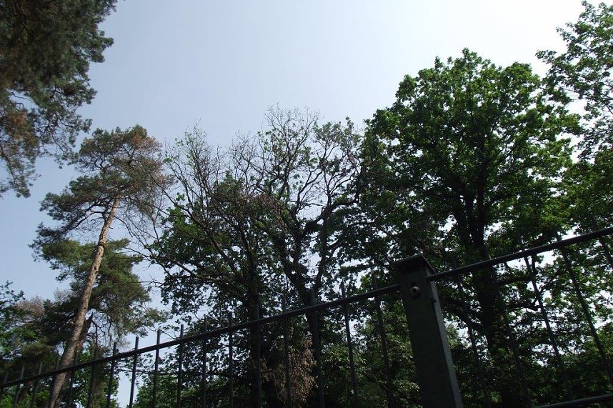 Im Stadtpark sterben B&auml;ume