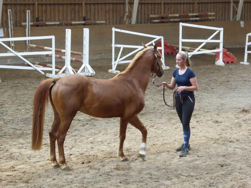 Schloss, Waffen, Haflinger, Reiterspiele, Stutenmilchlik&ouml;r