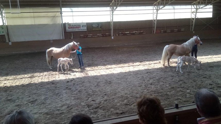 Schloss, Waffen, Haflinger, Reiterspiele, Stutenmilchlik&ouml;r