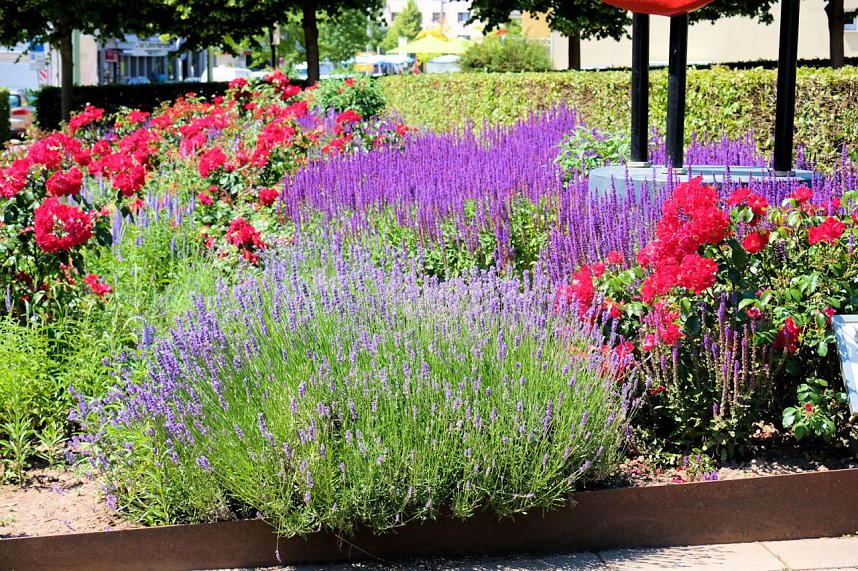 Farbenpracht und Schmetterlinge