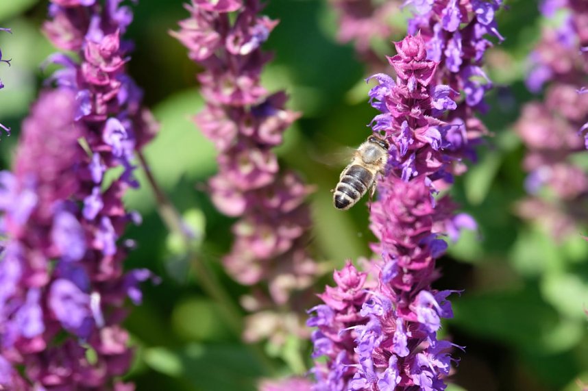 Farbenpracht und Schmetterlinge