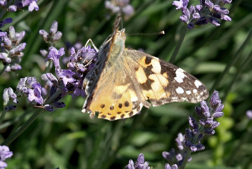Farbenpracht und Schmetterlinge
