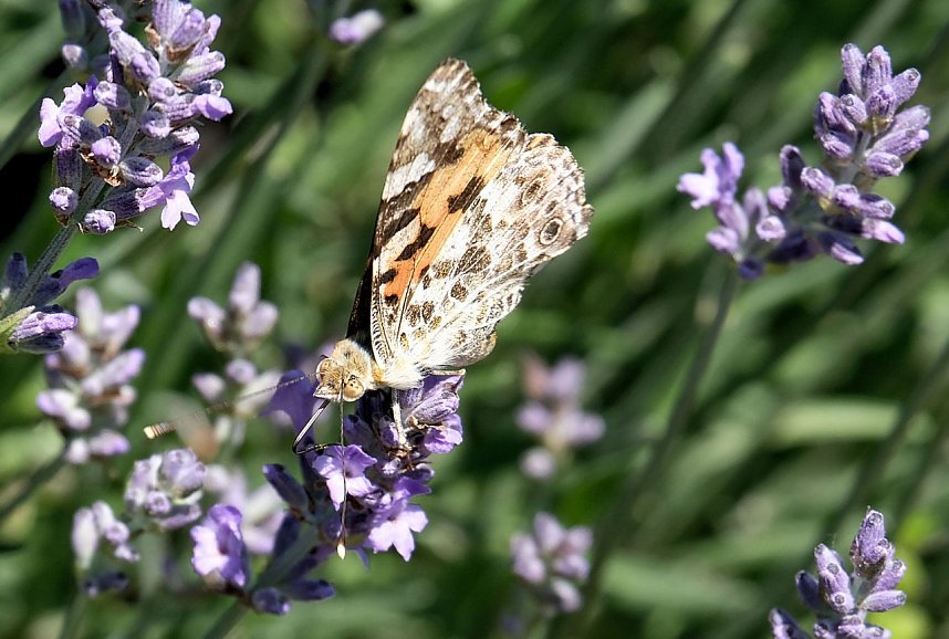 Farbenpracht und Schmetterlinge