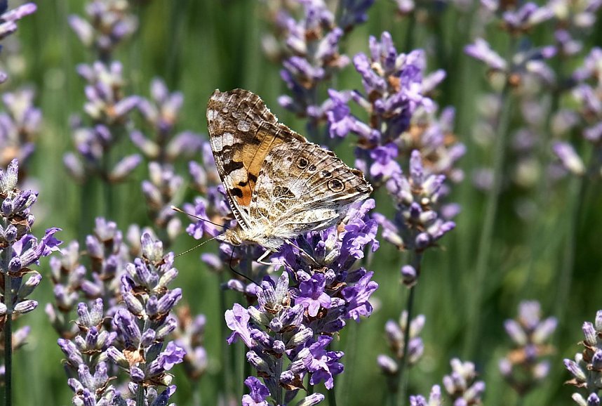 Farbenpracht und Schmetterlinge