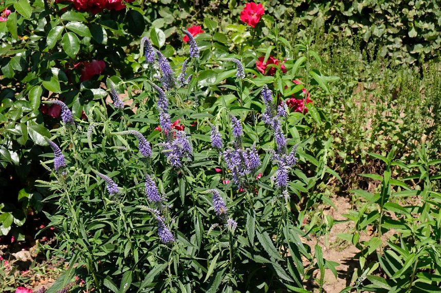 Farbenpracht und Schmetterlinge