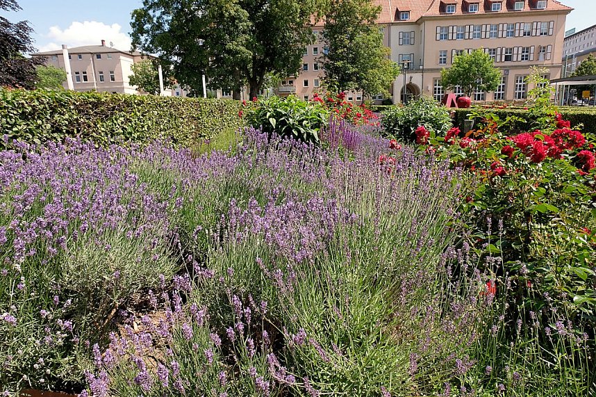 Farbenpracht und Schmetterlinge