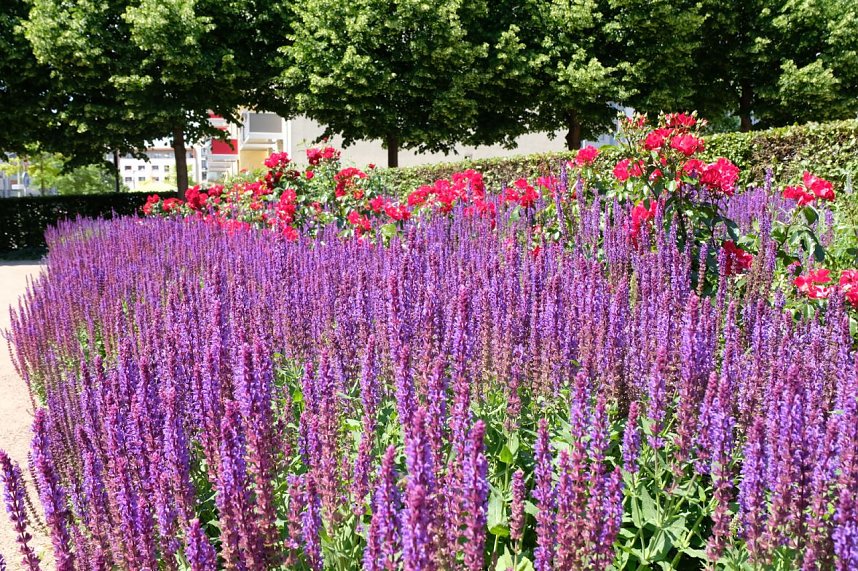 Farbenpracht und Schmetterlinge