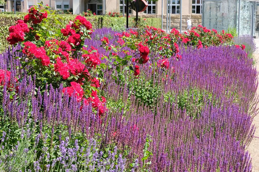 Farbenpracht und Schmetterlinge