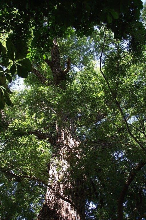 Schwalben, Liebe, Heimatort - Kurt Frank in Kleinbodungen