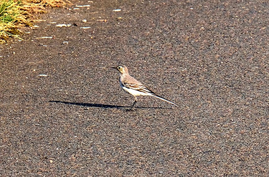 Peter Blei unterwegs am Stausee Kelbra
