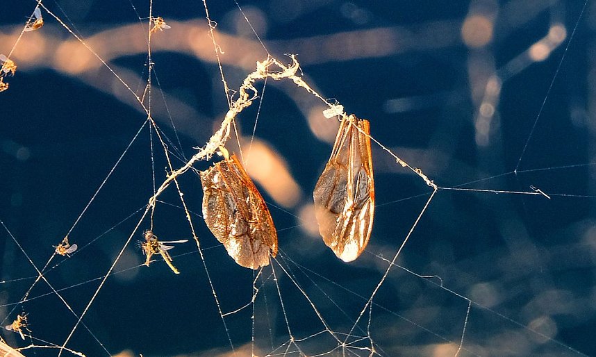 Peter Blei unterwegs am Stausee Kelbra