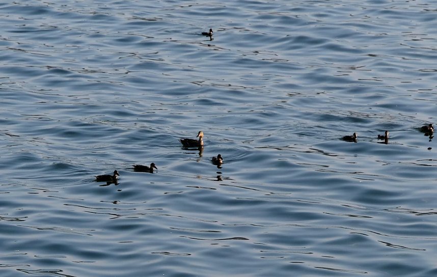 Peter Blei unterwegs am Stausee Kelbra