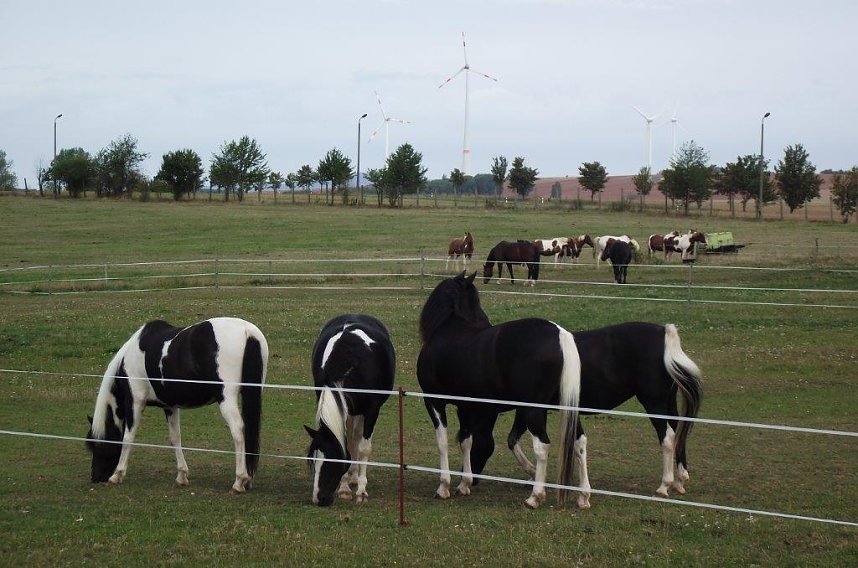 Archetierschau auf der Forstfarm