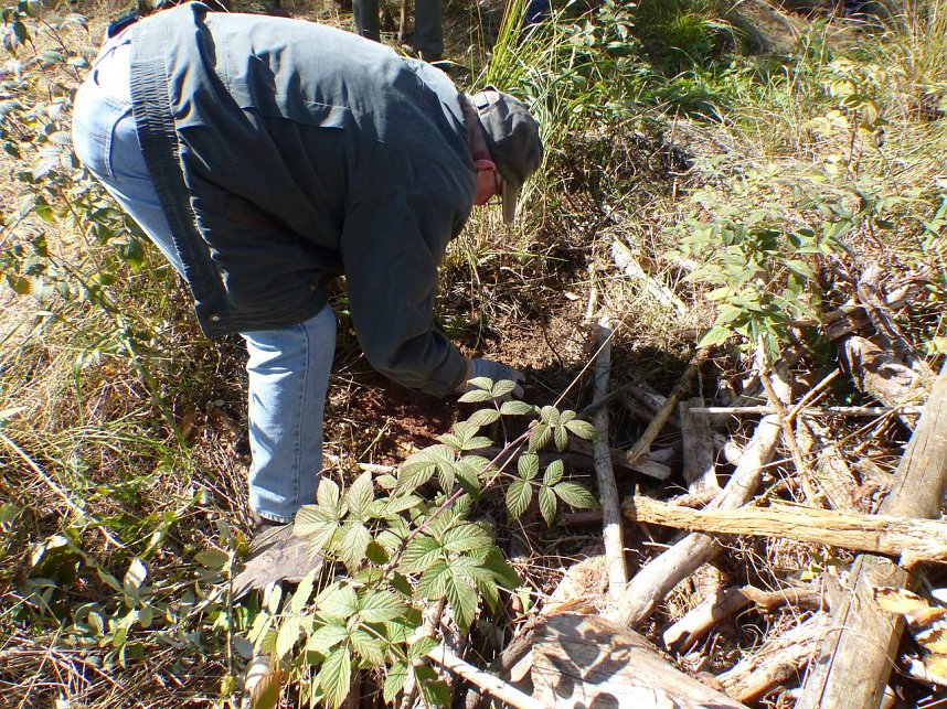 1.000 Stecklinge m&uuml;ssen in die Erde