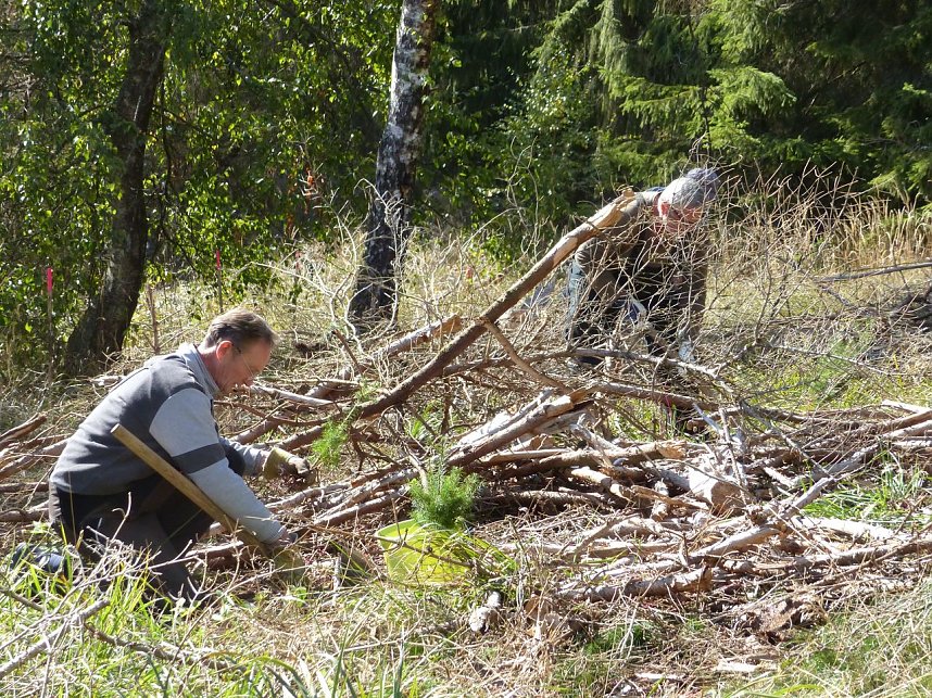 1.000 Stecklinge m&uuml;ssen in die Erde