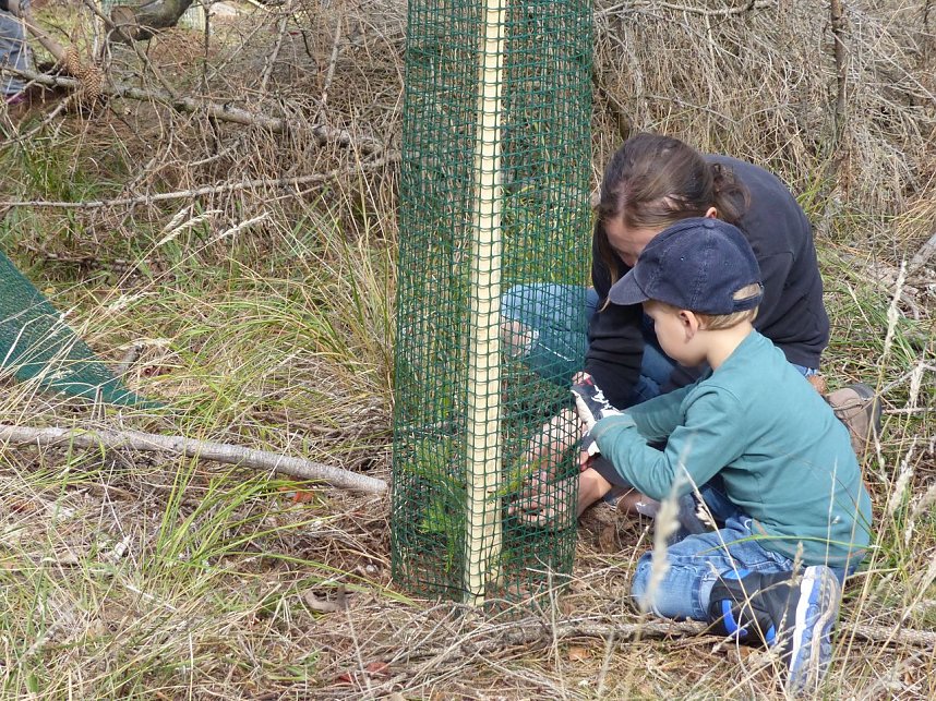 1.000 Wei&szlig;tannen gepflanzt