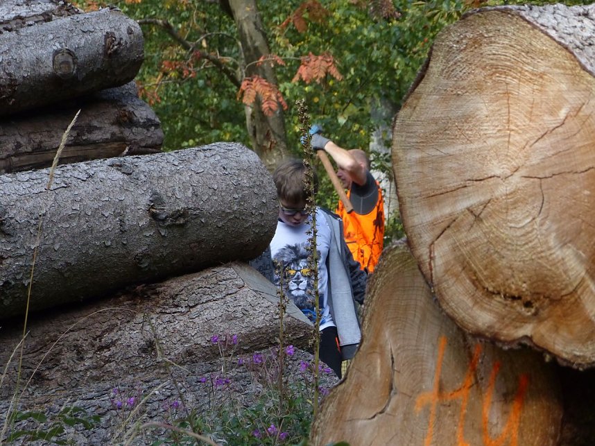1.000 Wei&szlig;tannen gepflanzt