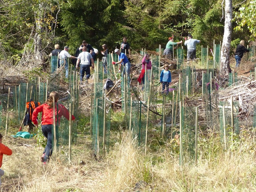 1.000 Wei&szlig;tannen gepflanzt