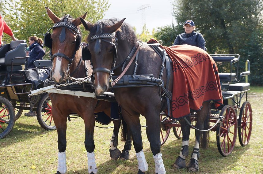 S&uuml;dharz Rallye f&uuml;r Pferdegespanne