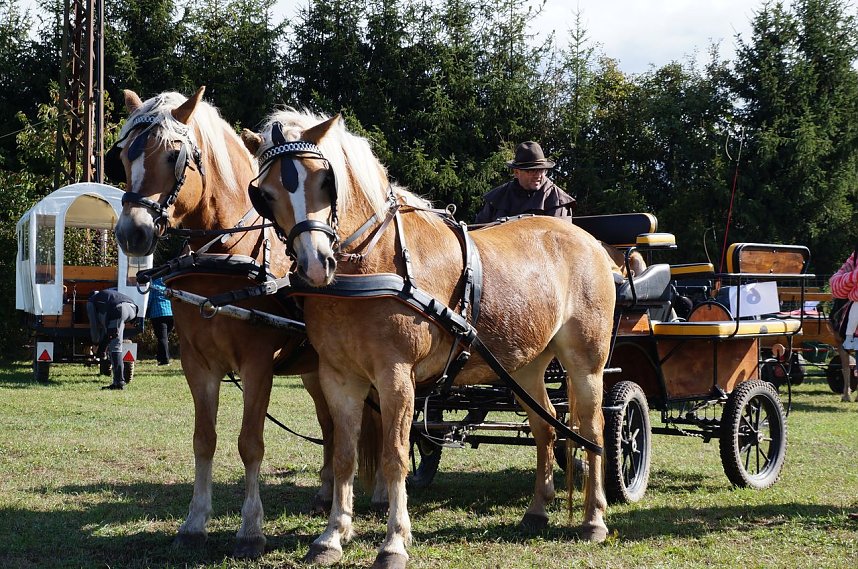 S&uuml;dharz Rallye f&uuml;r Pferdegespanne