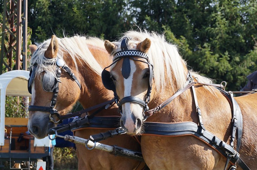 S&uuml;dharz Rallye f&uuml;r Pferdegespanne