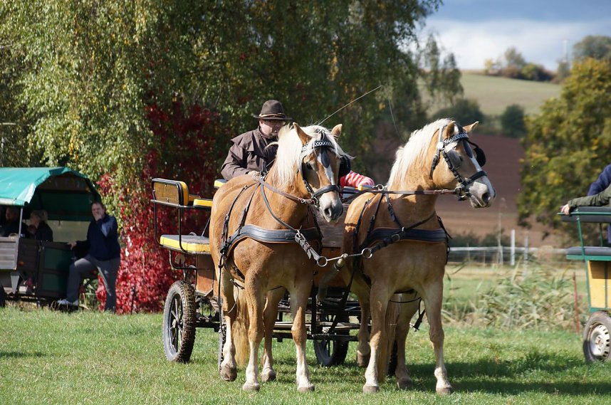 S&uuml;dharz Rallye f&uuml;r Pferdegespanne