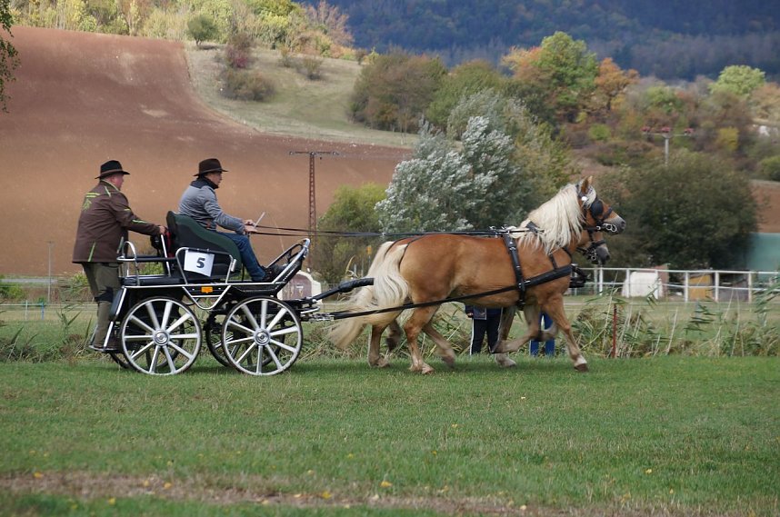 S&uuml;dharz Rallye f&uuml;r Pferdegespanne