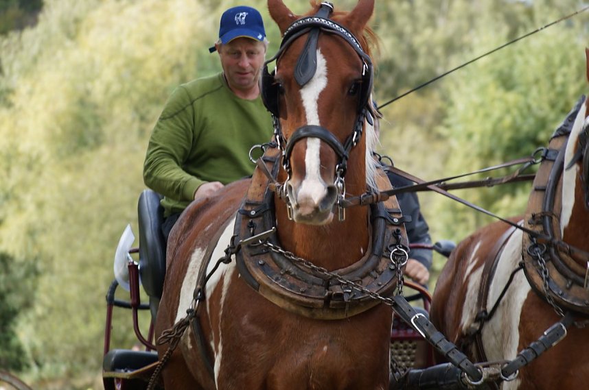 S&uuml;dharz Rallye f&uuml;r Pferdegespanne